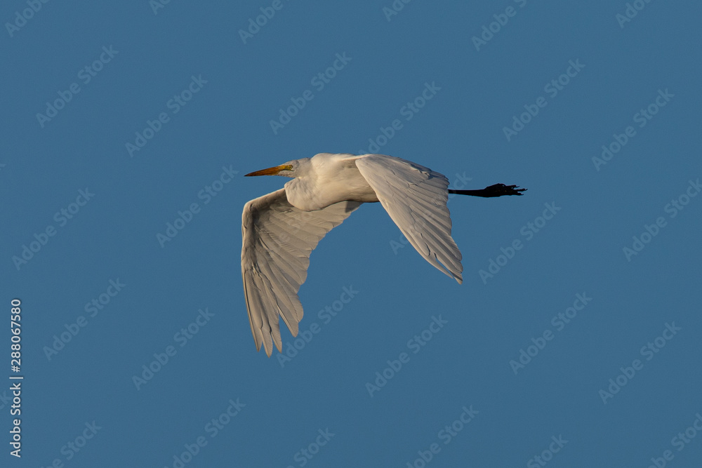 Close up of a great egret in a North California marsh flying in beautiful light Close up of a great egret in a North California marsh flying in beautiful light