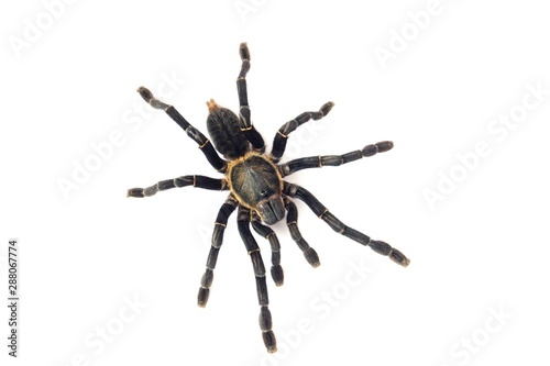 Asian species Tarantula spider  Found in Thailand, the scientific name is "Haplopelma minax Theraphosidae Haplopelma".