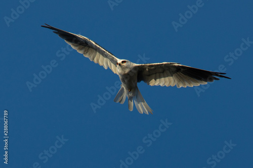 Close-up of a young white-tailed kite flying in the wild  seen in beautiful light in North California 