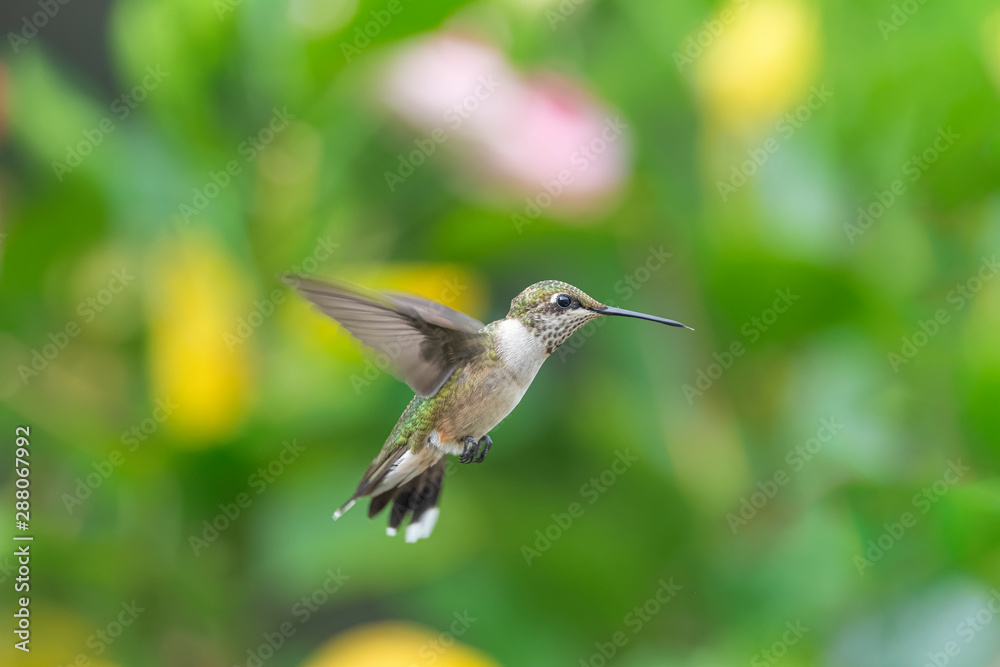 Fototapeta premium Down from the Trees