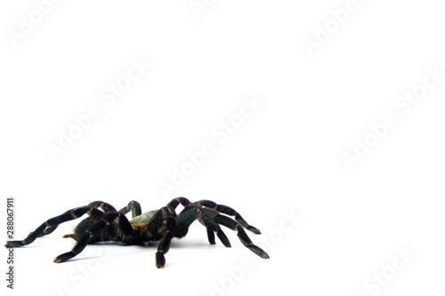 Asian species Tarantula spider  Found in Thailand, the scientific name is 