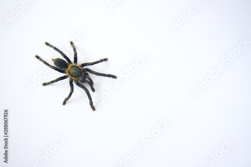 Asian species Tarantula spider  Found in Thailand, the scientific name is "Haplopelma minax Theraphosidae Haplopelma". © ณัฐวุฒิ เงินสันเทียะ