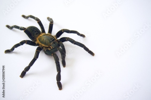 Принти на полотні Asian species Tarantula spider  Found in Thailand, the scientific name is Haplopelma minax Theraphosidae Haplopelma