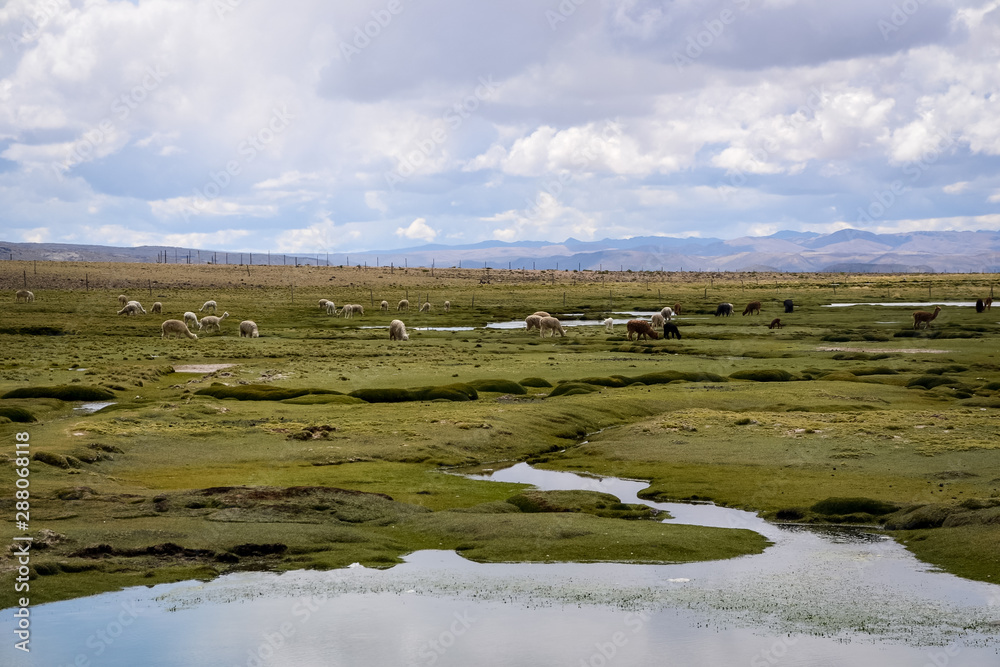 Alpacas spotted across the highlands of Peru eating grass from the marsh-like wetlands