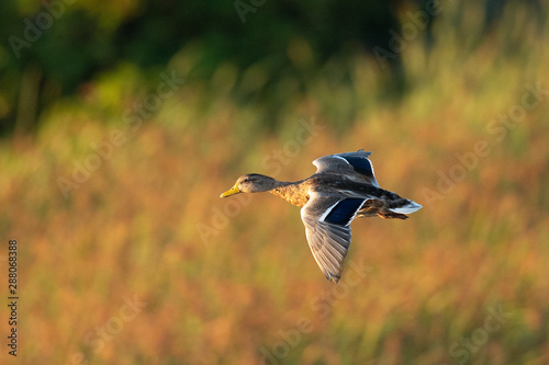 Wild duck flying in last light of the day light, seen in a North California marsh