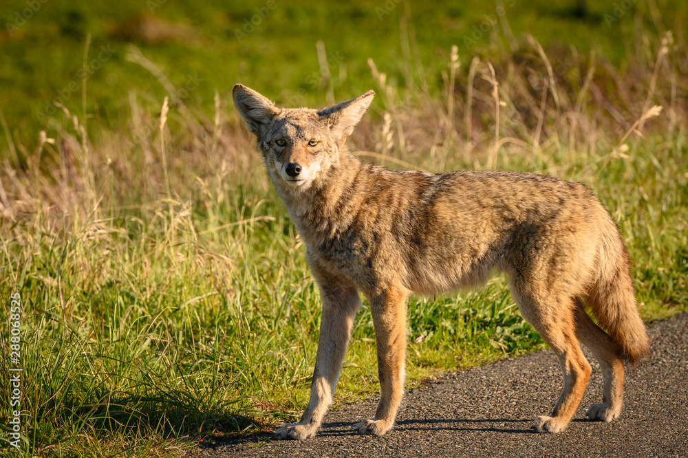 Coyote In Marin Headlands Coyote In Marin Headlands