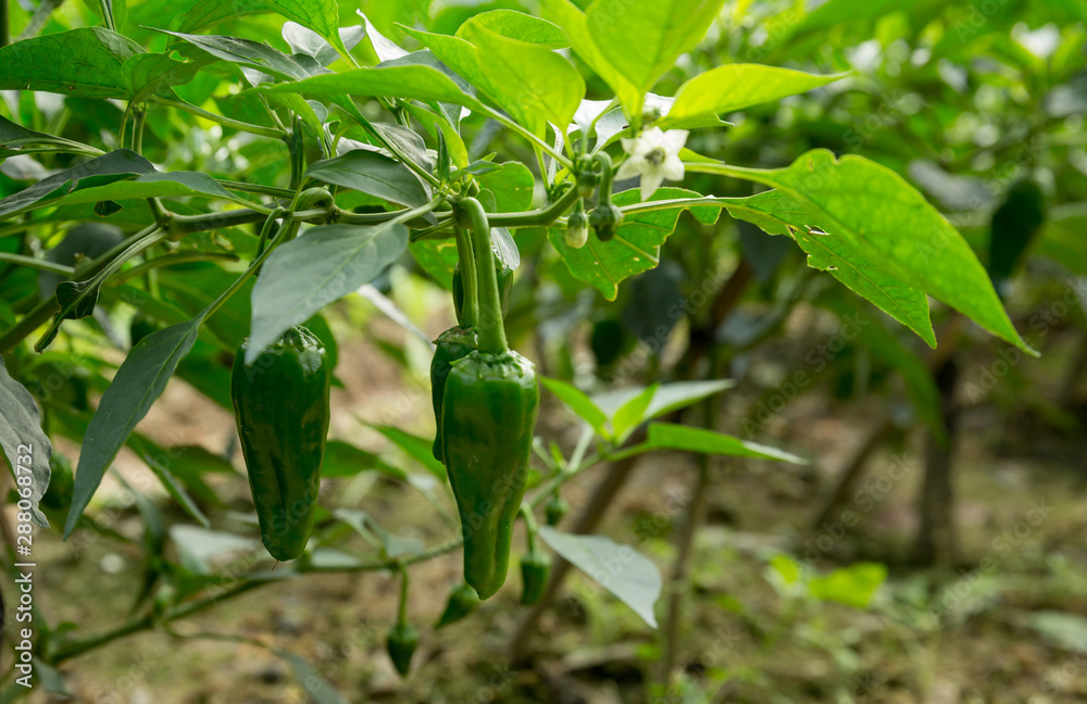 Green chilli pepper plants in growth at vegetable garden Green chilli pepper plants in growth at vegetable garden