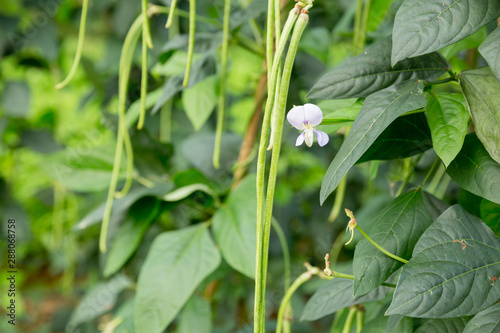 Cowpea plants in growth at vegetable garden photo