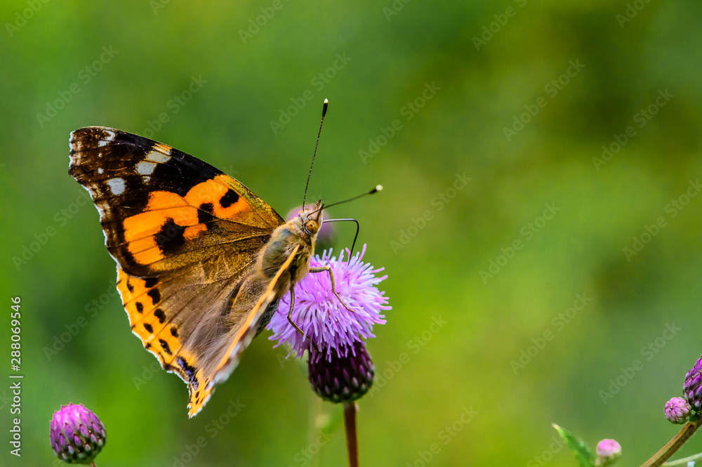 Butterflies and flowers Butterflies and flowers