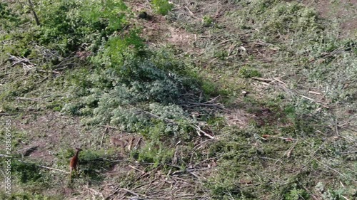 Wallpaper Mural Buck  Torontodigital.ca