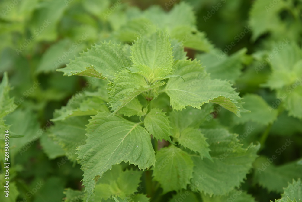 Japanese basil (green Shiso leaf) cultivation Japanese basil (green Shiso leaf) cultivation