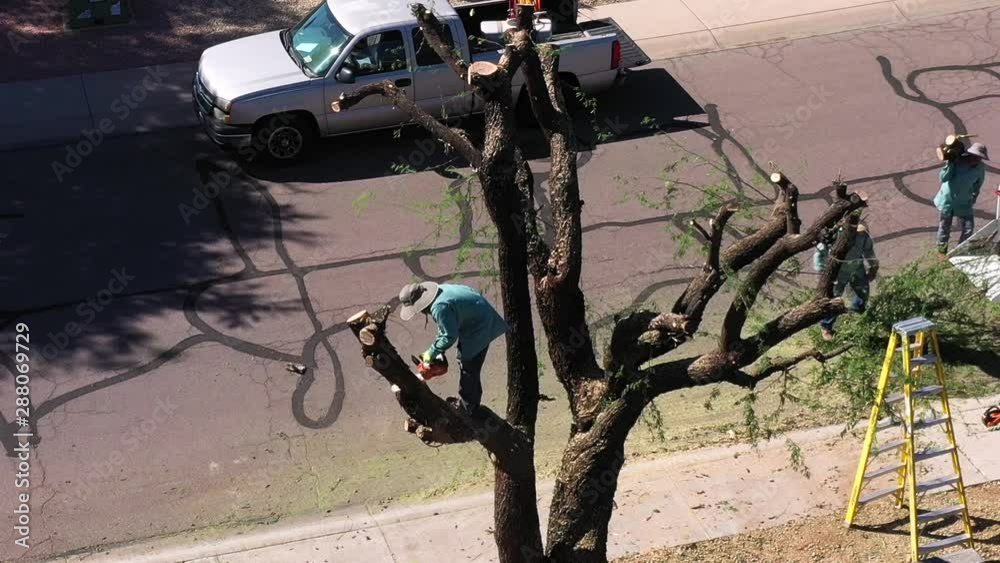 Man with a chain saw stands in the skeleton of a mesquite tree cutting off one of the large limbs. Scottsdale, Arizona.