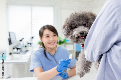 veterinarian at veterinary clinic