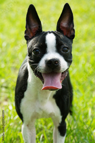 Quadro su tela Cute Boston Terrier Outside on the Grass in Florida