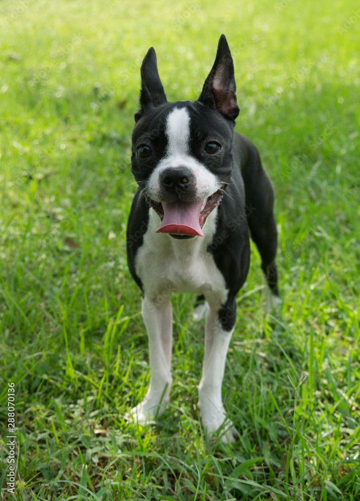 Cute Boston Terrier Outside on the Grass in Florida
