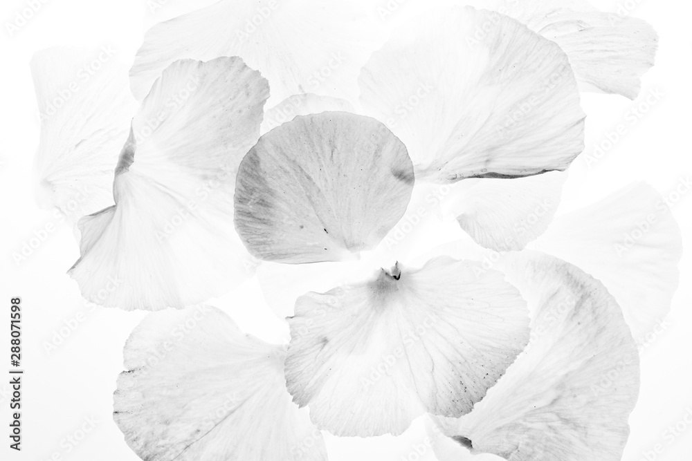 Fototapeta premium petal