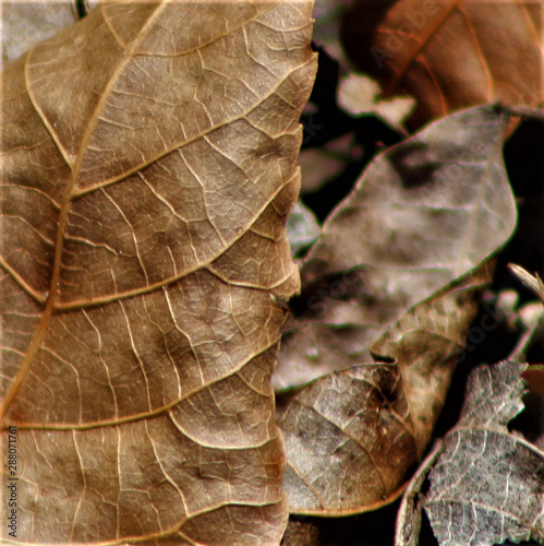 leaf on wooden background