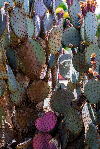 violet pricklypear southwest desert cactus arboretum collection photo