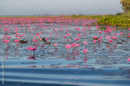 Pink water lily with purple flowers bloom