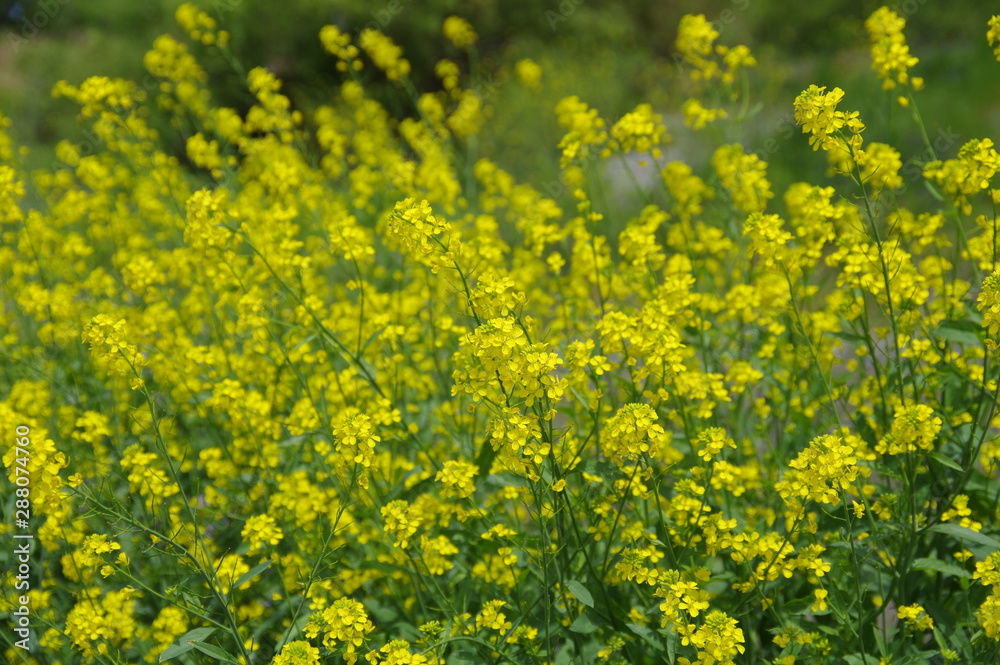 Fototapeta premium 黄色い花の群落