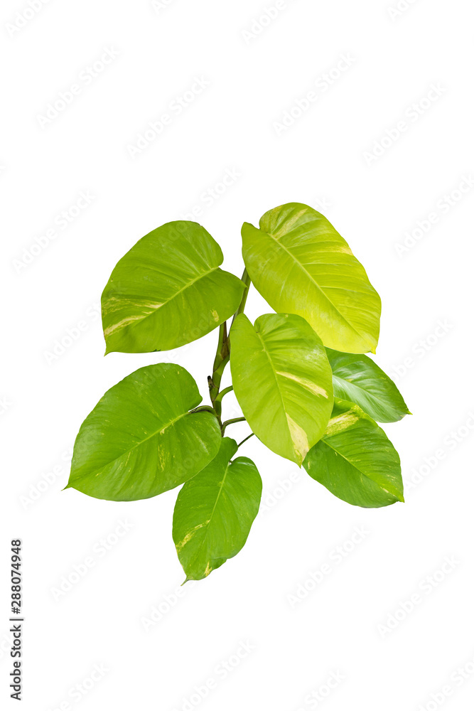 © sakdam - plant isolated include clipping path on white background © sakdam - plant isolated include clipping path on white background