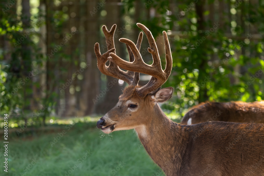 The mule deer (Odocoileus hemionus) with antler velvet on the forest The mule deer (Odocoileus hemionus) with antler velvet on the forest