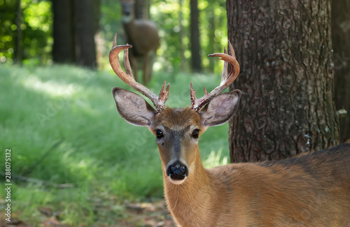 Wallpaper Mural The white-tailed deer (Odocoileus virginianus) on the forest Torontodigital.ca