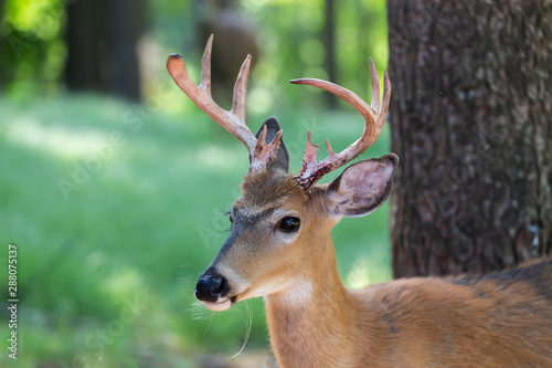 Fototapeta Naklejka Na Ścianę i Meble -  The white-tailed deer (Odocoileus virginianus) on the forest