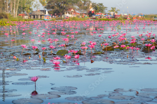 Pink water lily with purple flowers bloom