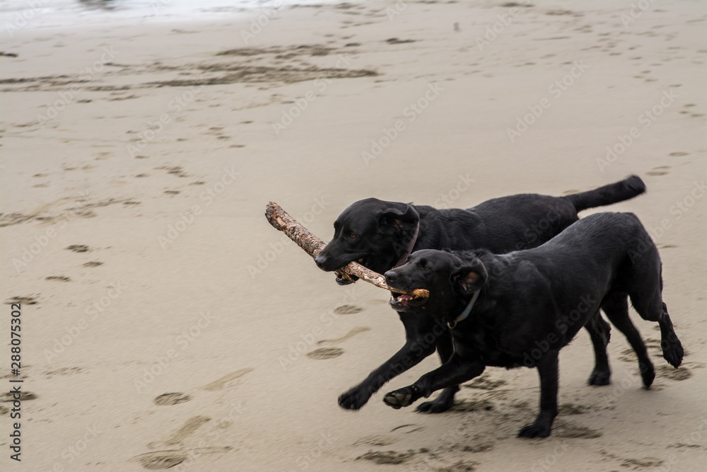 two black Labrador retrievers playing fetch with a stick on a sandy beach two black Labrador retrievers playing fetch with a stick on a sandy beach
