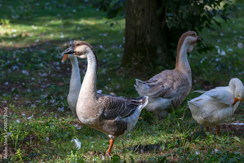 Domestic Swan Goose (Anser cygnoides) in ZOO