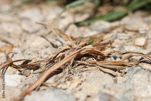 Dead grass in sand