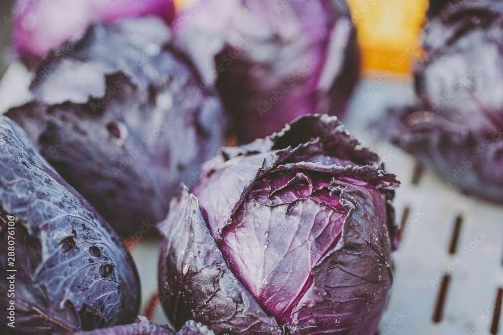 Obraz premium Fresh purple cabbages in outdoor market