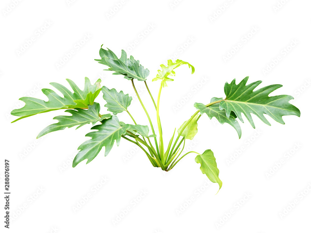 tropical leaf plant isolated include clipping path on white background tropical leaf plant isolated include clipping path on white background