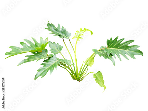 tropical leaf plant isolated include clipping path on white background
