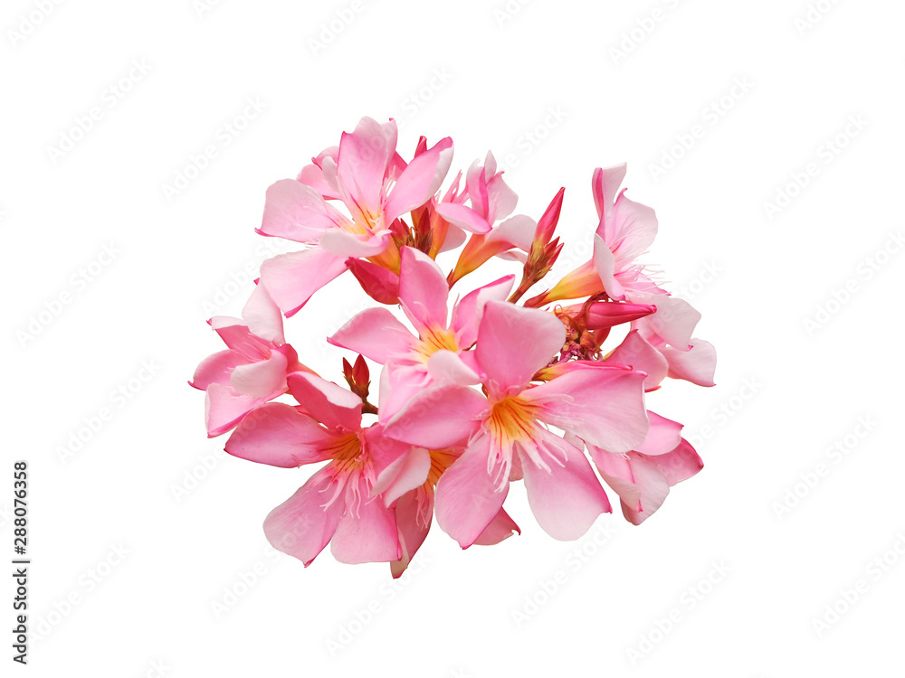 Fototapeta premium dav