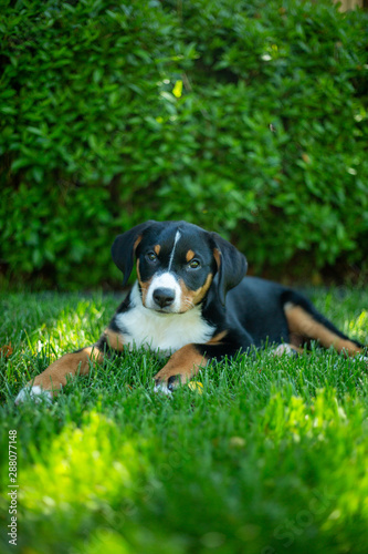 super cute puppy