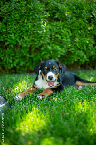 super cute puppy