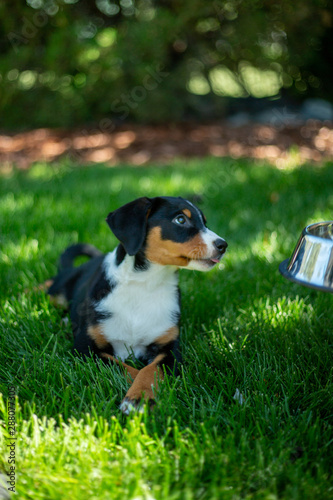 super cute puppy