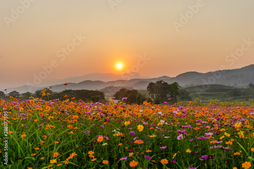 beautiful landscape image with cosmos flower field at sunset.