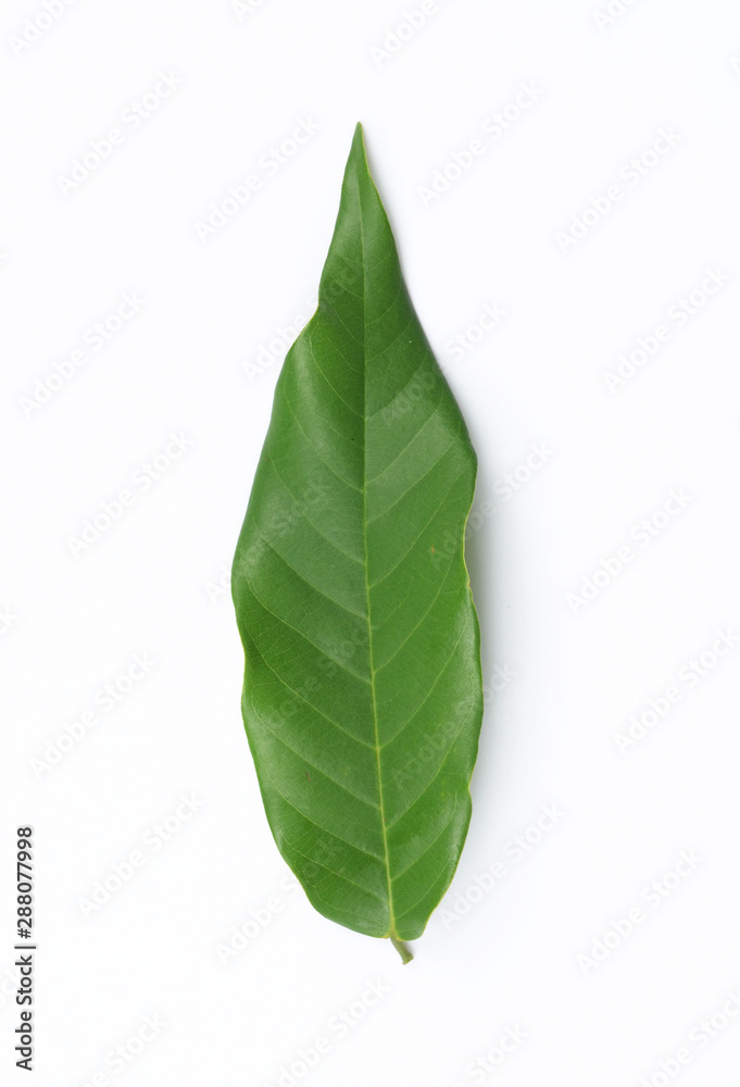 leaves with drops isolated on a white background leaves with drops isolated on a white background