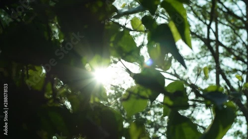 leaves illuminated by sun light, natural background	