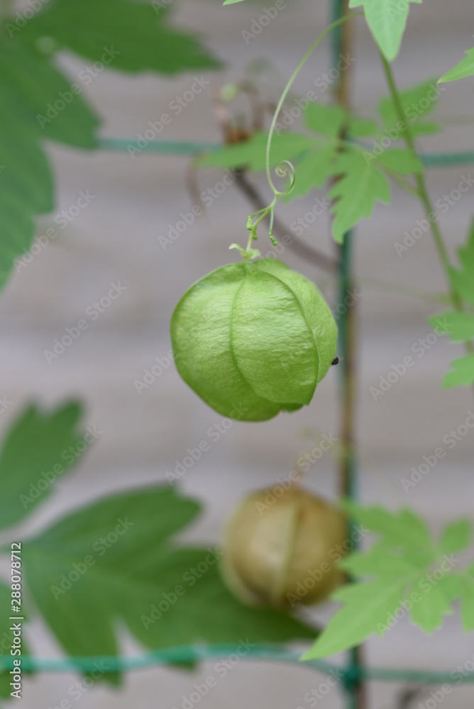 Fototapeta premium Balloon vine is also known as 