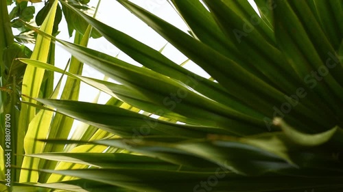 tropical leaves in morning light, beauty of nature.	