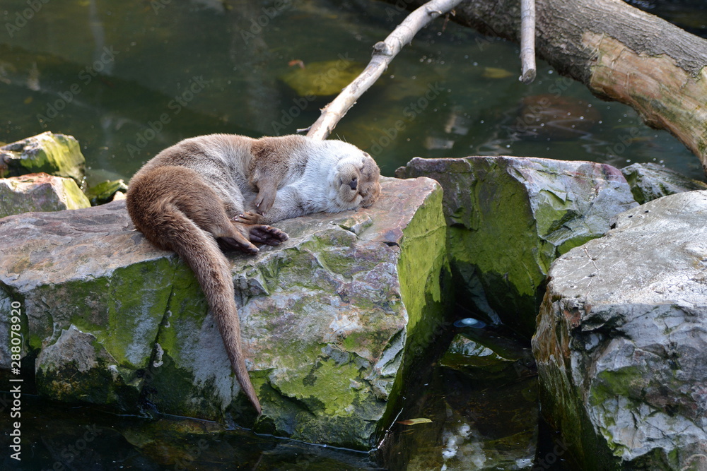 Fototapeta premium wydra europejska