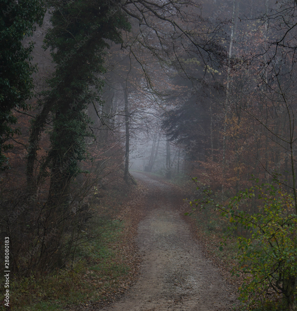 Fototapeta premium Bosque