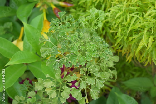 flowers in the garden