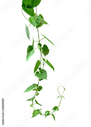 Vine with green leaves  heart shaped  twisted separately on a white background