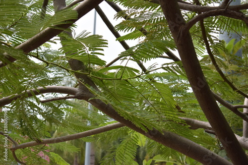 green tree in the forest