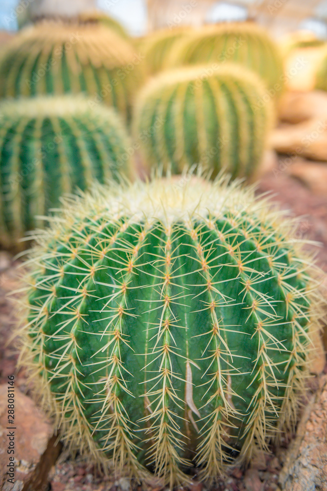 cactus in the garden cactus in the garden